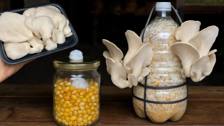 Incroyable… Une récolte de champignons géants avec une simple astuce du marché !