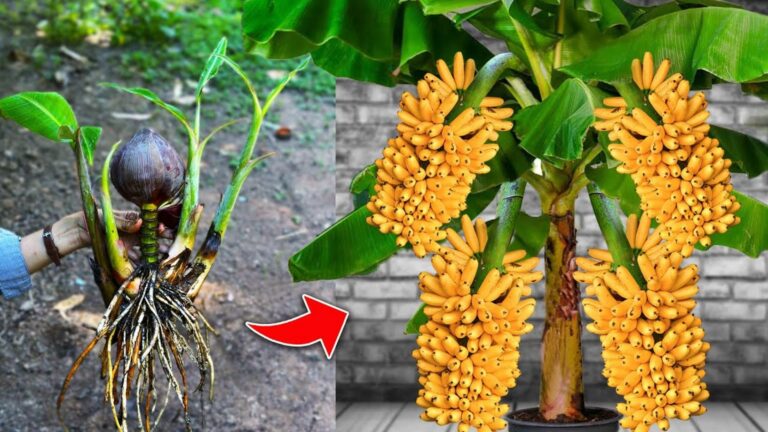 Incroyable… Avec une simple astuce de greffe, récoltez des bananes géantes sans effort !