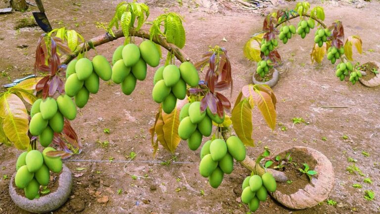 Incroyable… Cultivez un manguier avec une noix de coco pour des fruits abondants !