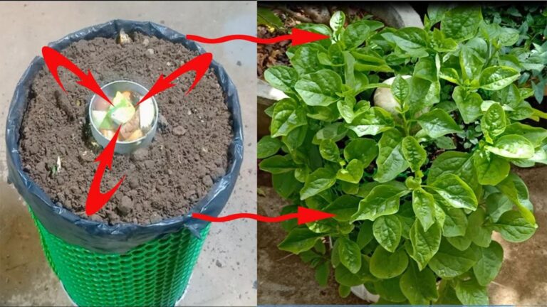Incroyable… des épinards géants chez toi avec une simple astuce domestique !