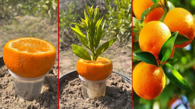 Cette astuce oubliée transforme vos citronniers en orangers luxuriants… découvrez comment