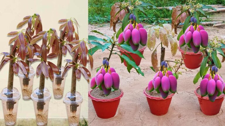 Cette astuce ancestrale pour greffer un manguier avec des pommes de terre… bluffant !