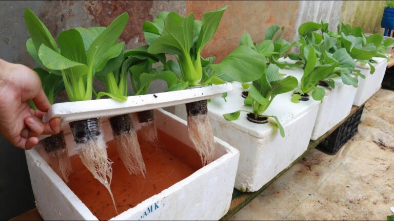 Difficile à croire, mais cultiver des légumes sans terre chez soi… c&rsquo;est facile !