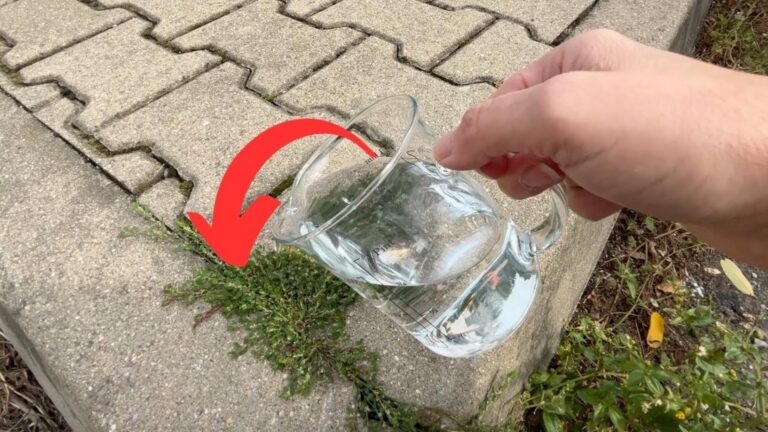 Cette astuce méconnue élimine mousse et mauvaises herbes… votre allée transformée en un