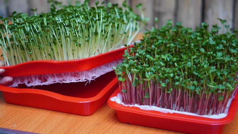 Une astuce simple pour faire pousser vos légumes sans jardin ni terre…