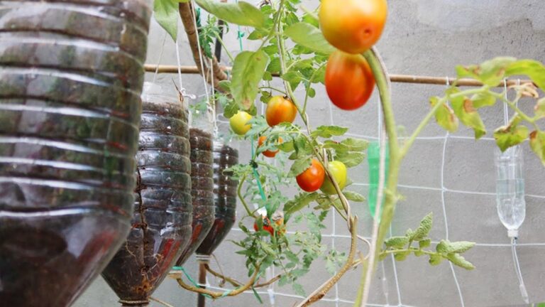 Avec cette méthode, transformez vos bouteilles en potagers suspendus… succès garanti !