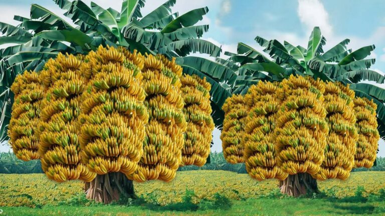 Découvrez comment marier bananes et fruits pour un jardin extraordinaire…