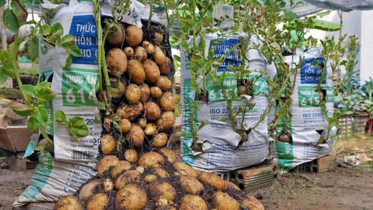 Avec cette astuce surprenante, récoltez des kilos de pommes de terre chez vous…