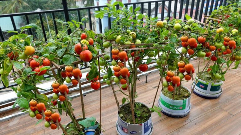 Avec cette technique secrète, transformez votre balcon en un paradis de tomates…