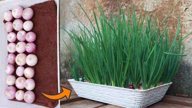 Cette astuce secrète pour cultiver des oignons verts… avec juste une serviette mouillée !