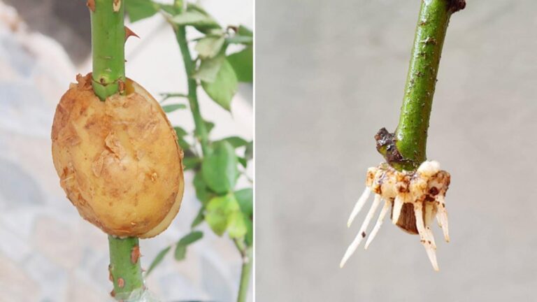 Une astuce oubliée… Rose magnifique en 15 jours avec juste une pomme de terre…