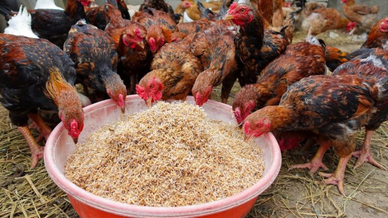 Cette méthode surprenante transforme du riz germé en un boost naturel pour vos poules…