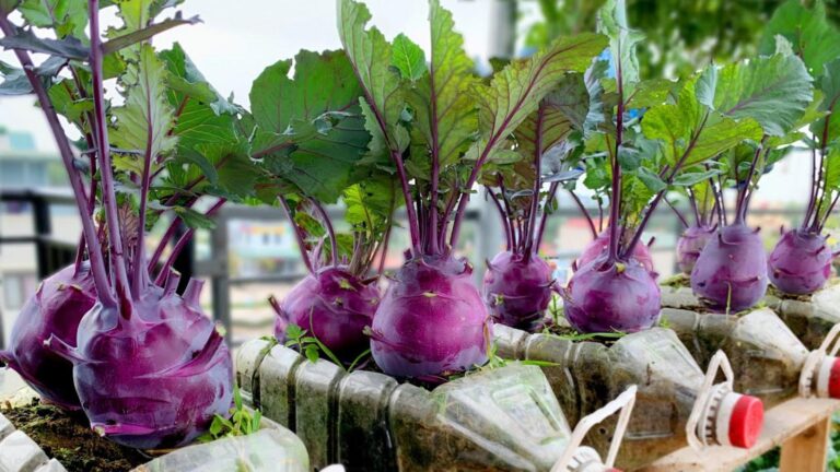 Ce secret pour cultiver du chou-rave violet sur votre terrasse… découvrez une méthode