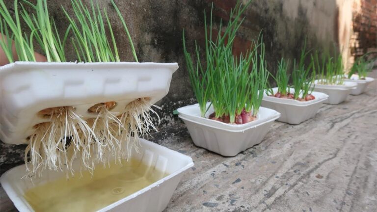 Incroyable… cultive ail et oignons géants avec une simple boîte en polystyrène !
