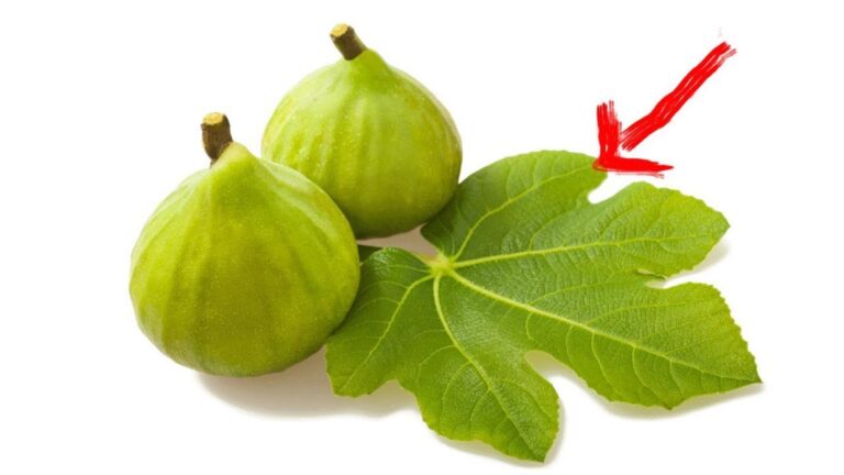 Tu ne vas pas le croire… ces feuilles transforment ta santé avec une simple astuce !