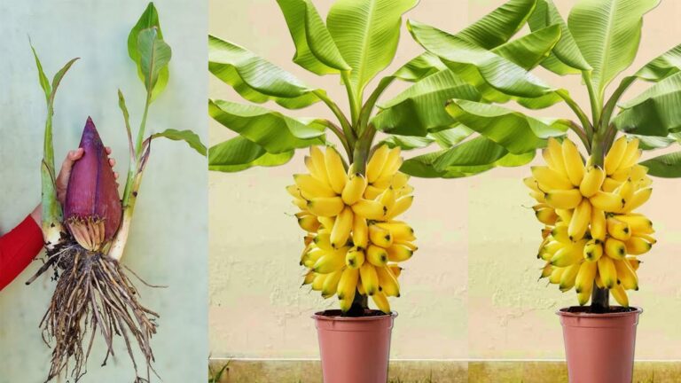 Tu ne vas pas le croire… des bananiers géants grâce à une simple astuce d’aloe vera !