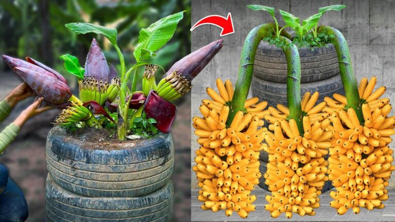 Tu ne vas pas le croire… des bananes géantes avec une simple astuce de greffe !