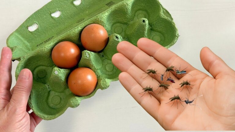 5 astuces incroyables pour utiliser ta boîte à œufs contre les moustiques cet été