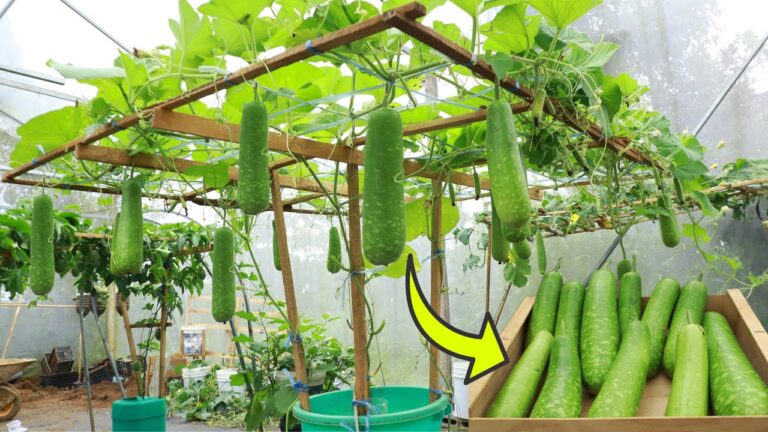 Cultivez 1 variété de courgettes sur treillis avec un conteneur facile et astucieux !