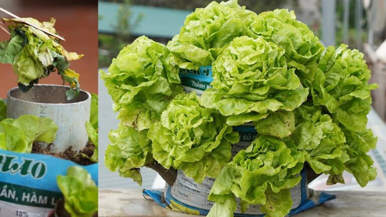 Cultivez 10 laitues avec des déchets de cuisine pour un jardin écolo et productif !
