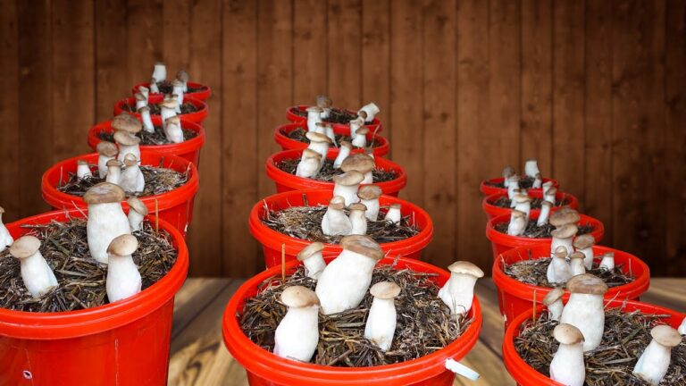 Cultiver 5 champignons facilement : guide pour une récolte rapide et savoureuse !