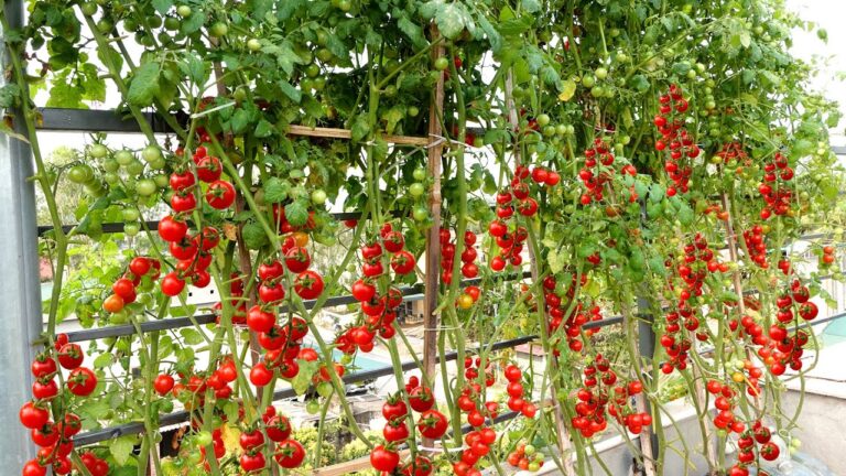 Cultivez 10 tomates string jade sur votre terrasse facilement et prolifiquement !