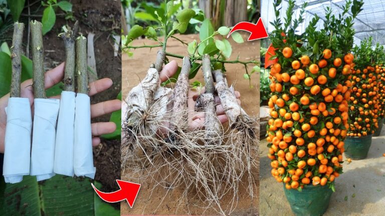 Faites pousser un citronnier à la maison : 5 astuces simples et efficaces !