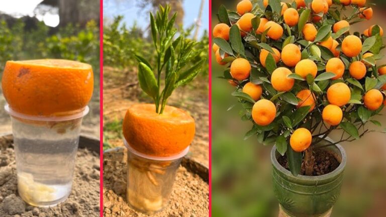 5 astuces pour cultiver des orangers dans l&rsquo;eau et profiter des harmonies de banane !