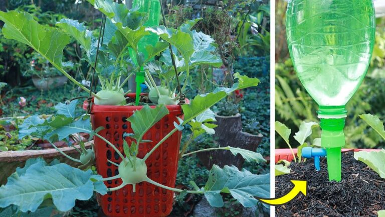 Cultivez 5 kohlrabis dans un panier suspendu : une surprise gourmande !