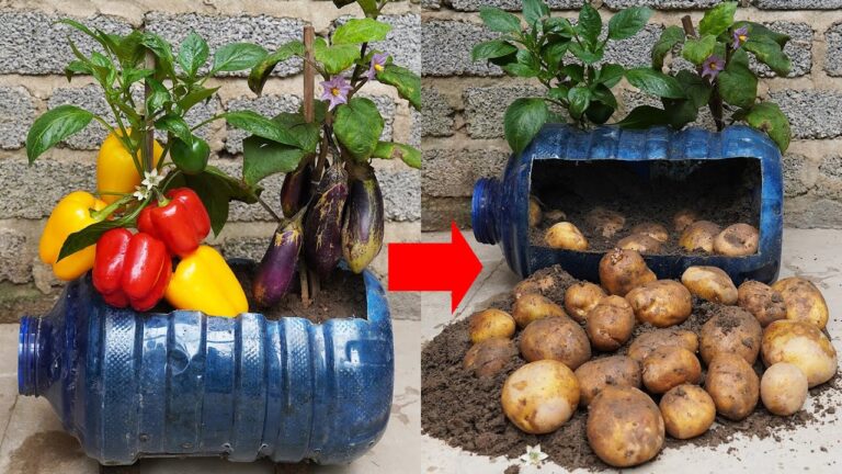 3 légumes en 1 : cultivez facilement pommes de terre, aubergines et poivrons !