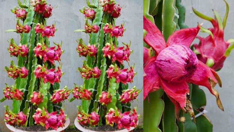 Cultivez facilement 5 variétés de pitaya chez vous et régalez-vous de fruits rouges !