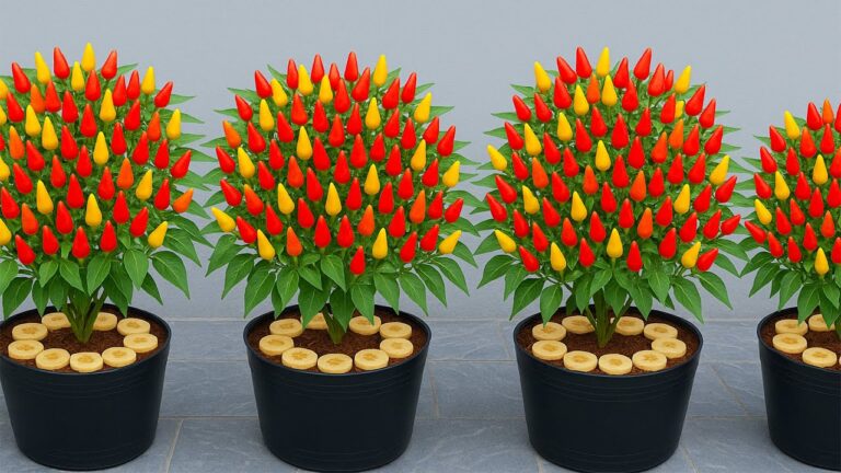 Faites pousser 5 variétés de piments en utilisant des bananes pour des récoltes abondantes !