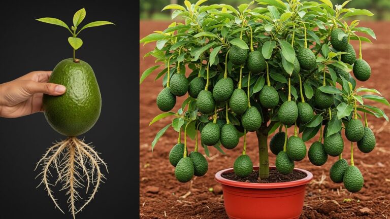 3 astuces simples pour cultiver des avocatiers en pot à la maison