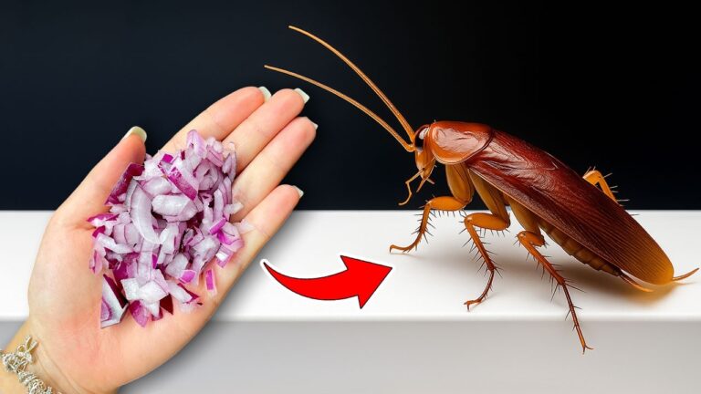 Éliminez 7 astuces efficaces pour vous débarrasser des cafards chez vous