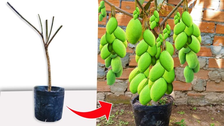 5 techniques uniques pour multiplier votre mangue facilement et rapidement !