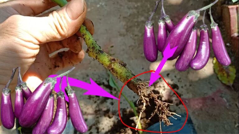 Cultivez vos aubergines en 5 étapes simples et efficaces !