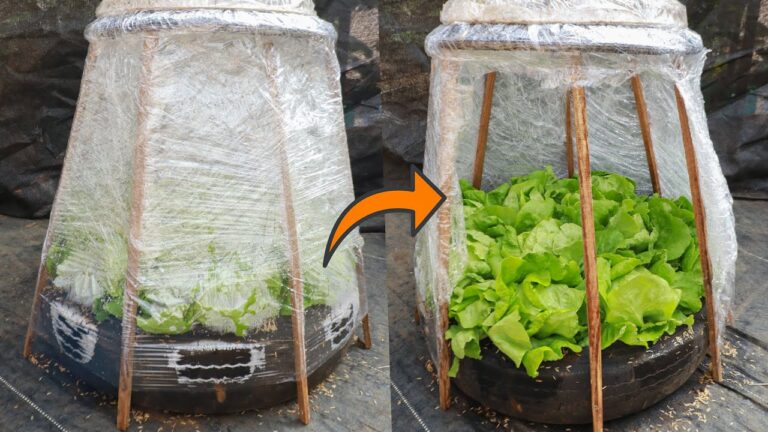Cultivez 5 variétés de laitue en hiver dans une mini serre avec des pneus recyclés