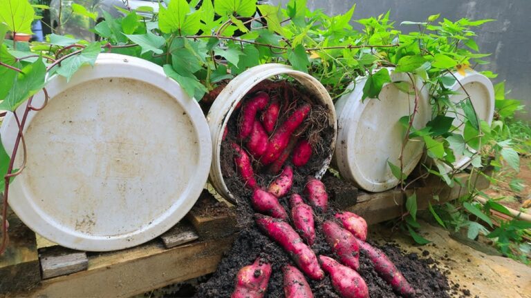 Cultivez jusqu&rsquo;à 20 patates douces dans des contenants : astuces simples et efficaces !