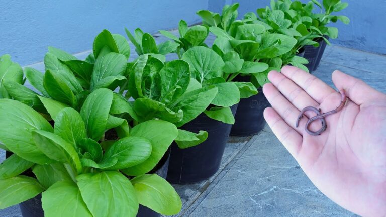 Découvrez 5 astuces pour cultiver du Bok Choy sur votre balcon !