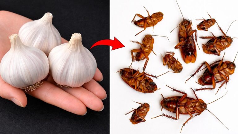 Éliminez 10 fois plus de cafards avec juste une gousse d&rsquo;ail ! Découvrez ce truc génial !