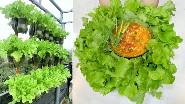 Cultivez 7 légumes luxuriants sur votre terrasse sans jardin ni grand espace !