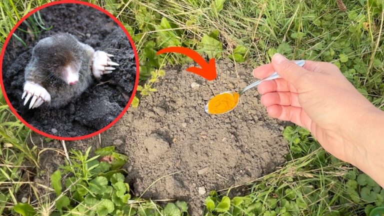 Adieu les taupes : 1 cuillère et une astuce simple pour un jardin tranquille !