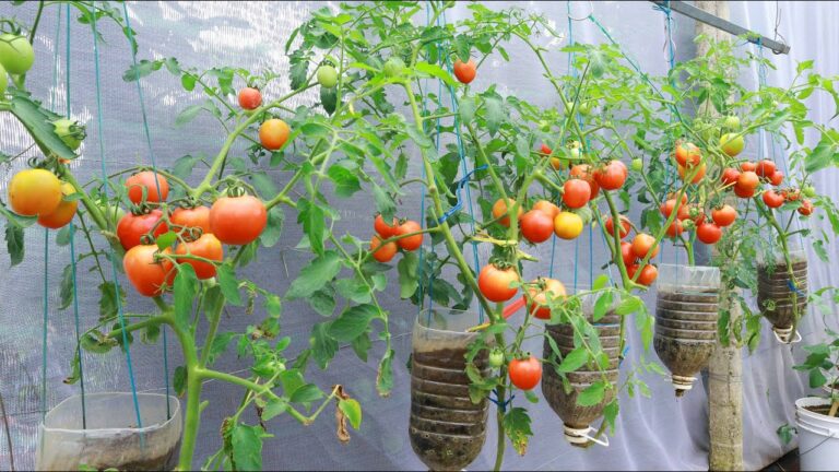 Cultivez 5 tomates en bouteille suspendue sans jardin, c&rsquo;est facile et innovant !