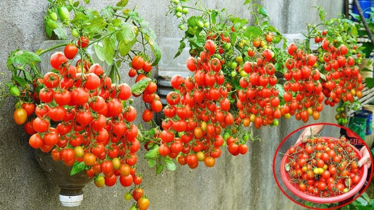 Découvrez 7 astuces pour réussir la culture de tomates sur un mur facilement !