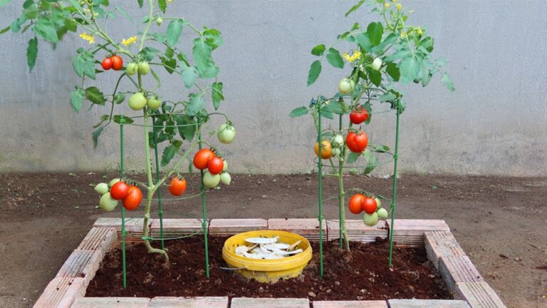 Découvrez 5 astuces pour cultiver des tomates généreuses et savoureuses !