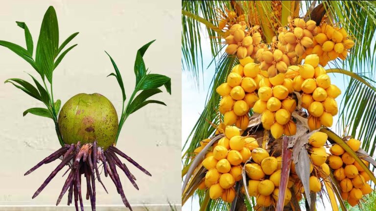Développez 5 cocotiers avec cette méthode surprenante au Coca-Cola !