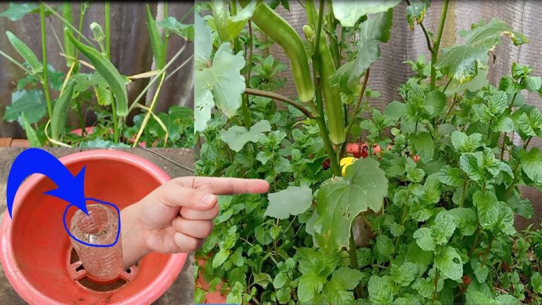 Cultivez 5 astuces simples pour faire pousser des okras et de la menthe en pots chez vous !