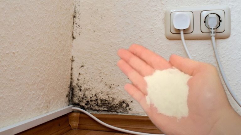 Dites adieu au moisi en 3 étapes simples avec un spray miracle !