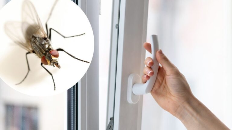 Suspendez cette astuce simple pour repousser 100% des mouches chez vous !