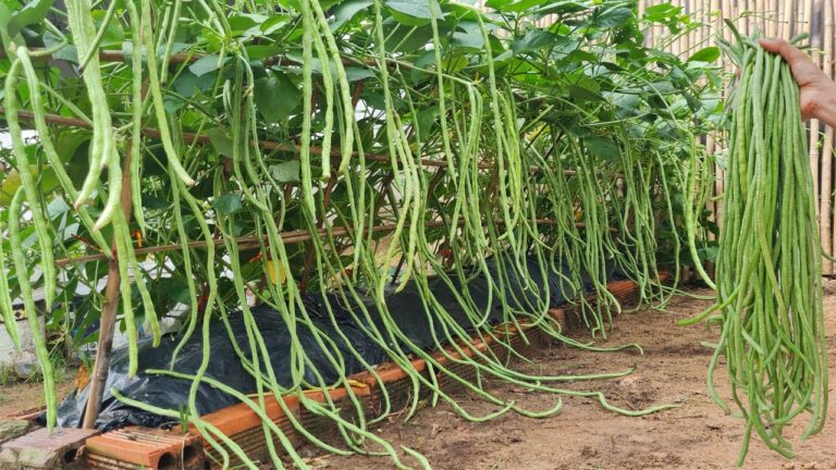 Cultivez 5 astuces faciles pour faire pousser des haricots longs chez vous !
